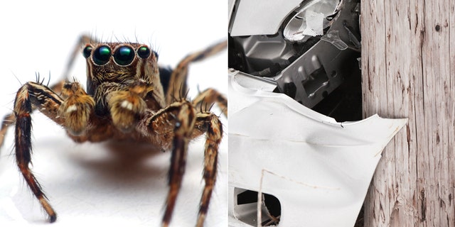 Not the actual spider or car