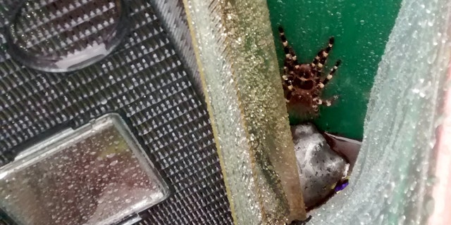 A tarantula has been rescued - after being found in a BIN in a Nottingham park. See NTI story NTISPIDER. The white knee tarantula, which was the size of a hand, was cold and wet when RSPCA inspector Teresa Potter rescued the spider on Tuesday last week (24 April), after being found by a shocked dog-walker in Acorn Avenue, Giltbrook. Inspector Potter took the spider to a specialist vet, who identified it as a white knee tarantula, a species from Brazil which is commonly kept as a pet. The white knee tarantula can grow up to around eight inches long. Whilst they are capable of biting, their main defence method is by flicking hairs (called âurticating setaeâ) upwards from their abdomen, which can cause irritation to eyes and skin, or to the respiratory tract if inhaled. The woman who found the tarantula, who does not want to be named, said: âI had taken my dogs onto the field when I saw that there was a tank in the bin. I was curious so I had a closer look, expecting it to be a mouse, and I was very surprised to see a tarantula in there. The spider was clinging onto the side of the bin bag. âI went home to my husband and asked him to come and look - he couldnât believe it either. Itâs not something you expect to find in a public bin.â