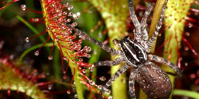 The carnivorous sundew and the wolf spider eat the same prey in the wild.
