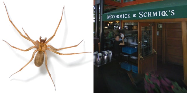 A general manager at McCormick and Schmick's in Oregon is suing for $999,999 after he allegedly was bit by a dangerous brown recluse spider.