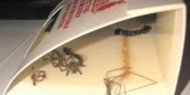 Brown recluse spiders are dead in a trap inside of the couple's home.