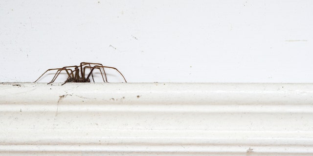 The spider, not pictured, was spotted by doctors at a nearby hospital.