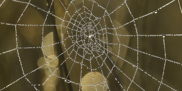 Dew drops on a spider web reflect the morning sun in Richmond Park in west London, Britain, October 2, 2015. (REUTERS/Toby Melville)