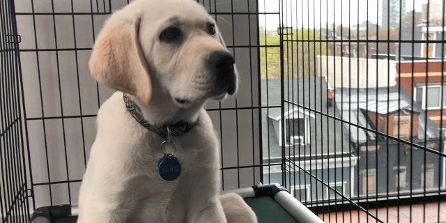 If the puppy is left alone in the crate with minimal interruptions, it will learn to accept the crate as a quiet place.