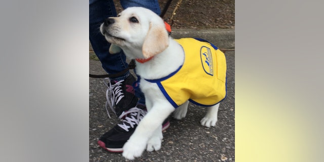 Spike, who Williams is raising in honor of her late brother Kyle, is being trained to aid persons with disabilities.