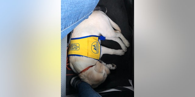 A day of travel really took it out of Spike.