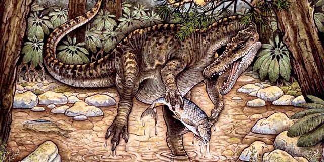 The spinatosaurid Baryonyx Walker roamed Europe during the Cretaceous. A close relative has now been found in Australia.