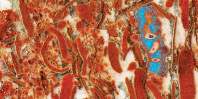 Limestone rock in Australia contained fossils (shown in blue) that may represent Earth's earliest animal life. A serial grinding process created nearly 500 such images that scientists stacked and autotraced to create a 3-D model.