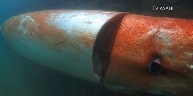 This giant squid made a surprise appearance in Japan's Toyama Bay. (TV Asahi)