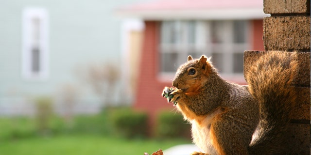 squirrel istock