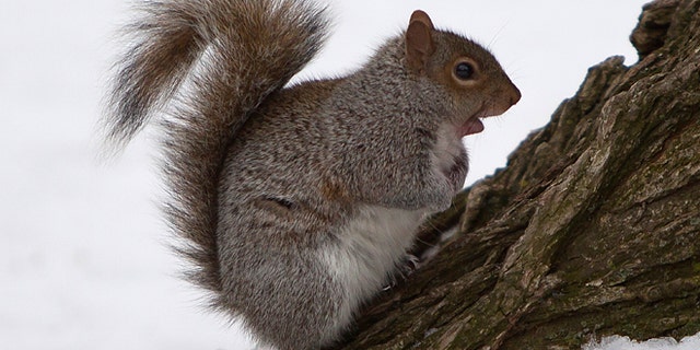 A squirrel gathers food in Central Park in the Manhattan borough of New York February 9, 2015. REUTERS/Carlo Allegri (UNITED STATES - Tags: ANIMALS ENVIRONMENT) - RTR4OX97