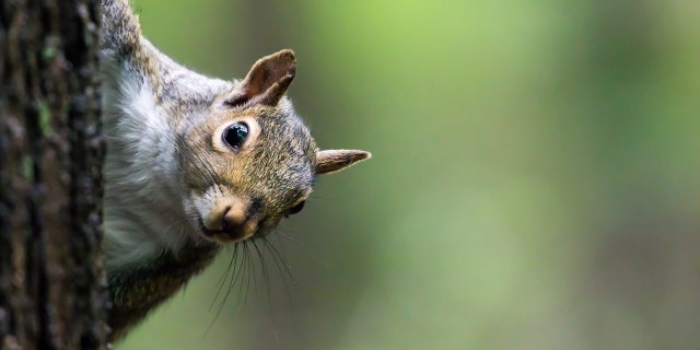 Squirrels are left or right-handed, new research shows.