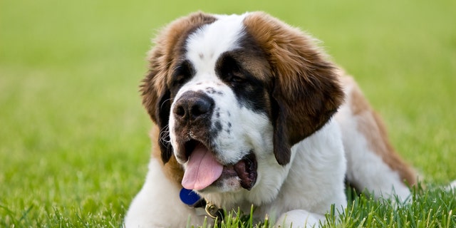 St. Bernards are classified as 'very large' working dogs. (iStock)