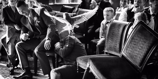 The owl flew directly into a nearby groomsman who had outstretched his hand, knocking him out of his chair.