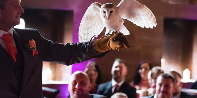 The barn owl — which had been commissioned specifically to fly down the aisle and deliver the rings to the best man — completed the first part of that task flawlessly.