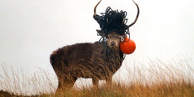 The Scottish National Heritage released the photos to highlight the troubling effects of pollution on wildlife.