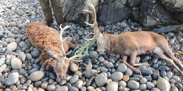 A photo shows two dead deer who presumably perished when their antlers became tangled in fishing line.