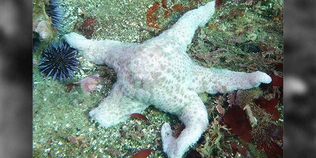 Starfish1