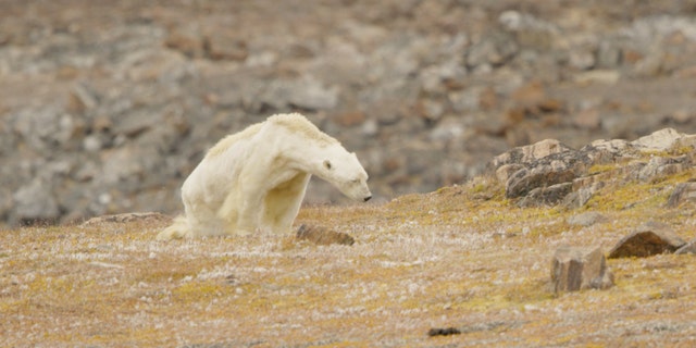 A video of the starving polar bear has gone viral