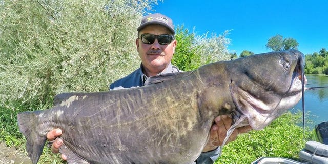 Sean Moffett caught the "monster" catfish Saturday in Clear Lake. (TacticalBassin.com)