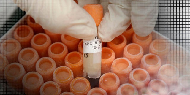Research associate pulls a frozen vial of human embryonic stem cells at the University of Michigan Center for Human Embryonic Stem Cell Research Laboratory, Ann Arbor, Michigan. (AP)