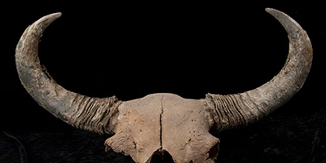 Ice Age surprise: Bison fossils give clues to early human migration ...