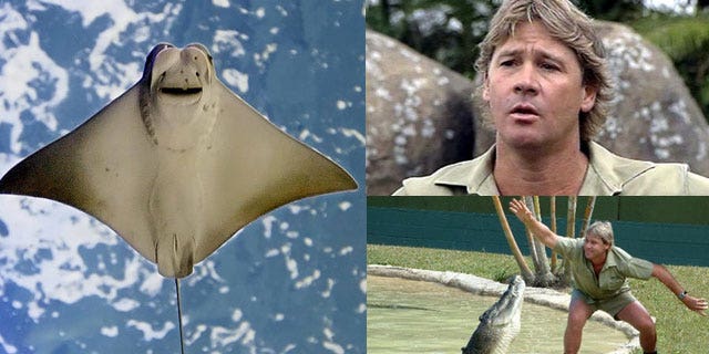 Steve Irwin, the hugely popular Australian television personality and conservationist known as the "Crocodile Hunter," was killed in 2006 by a stingray while filming off the Great Barrier Reef. He was 44.
