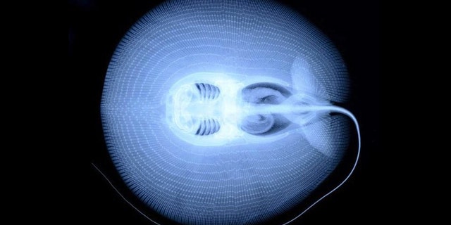 A new speices of stingray, X-rayed