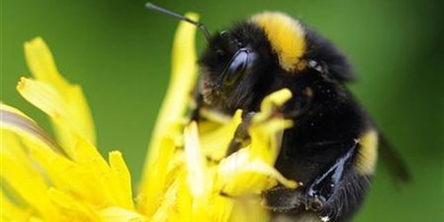 A bumble bee lands on a plant in Pitlochry in Scotland May 29, 2010.
