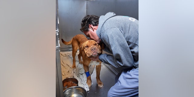 Dr. Rick Snook hugs Dogue de Bordeaux "Honey."