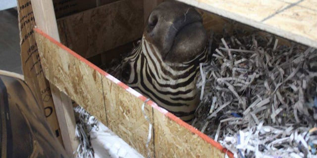 A stuffed zebra was among a bizarre collection of 65 stuffed animals or animal heads, including buffaloes, a lion and a bear