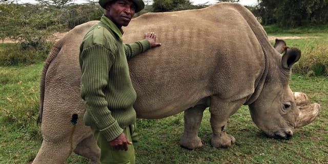 sudan white rhino 2