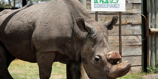 sudan white rhino 0320