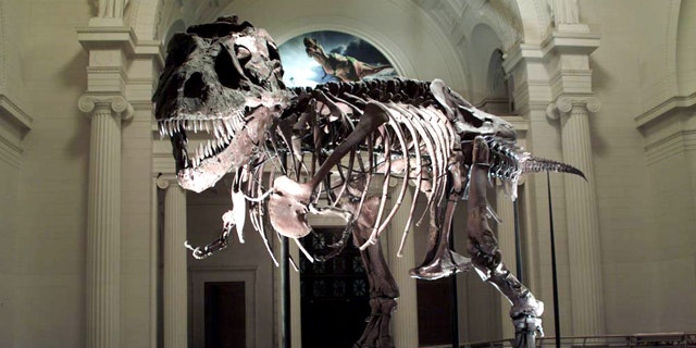 A head-on confrontation with this T. rex named SUE would not be pretty. Scientists aren't sure whether the specimen came from a male or female, though they named it after Sue Hendrickson who discovered it.