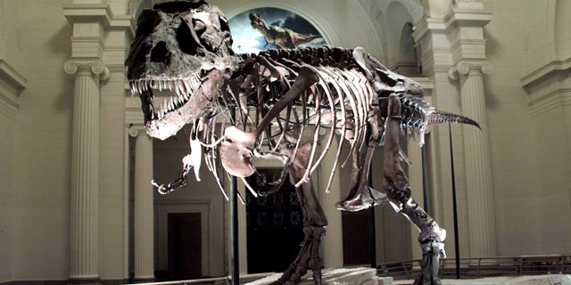 A head-on confrontation with this T. rex named SUE would not be pretty. Scientists aren't sure whether the specimen came from a male or female, though they named it after Sue Hendrickson who discovered it.