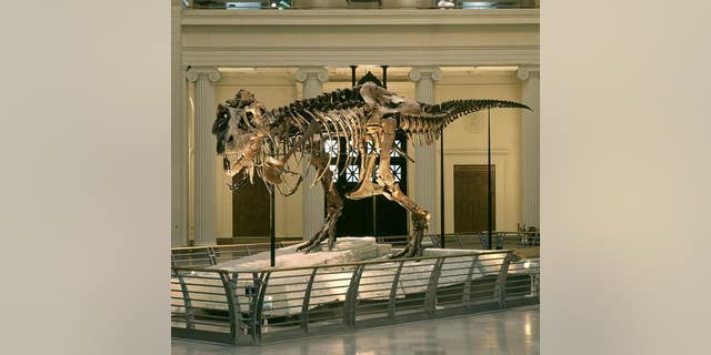 Two decades ago, a fight over the <em>Tyrannosaurus rex</em> named Sue made headlines. Sue now resides at The Field Museum in Chicago.