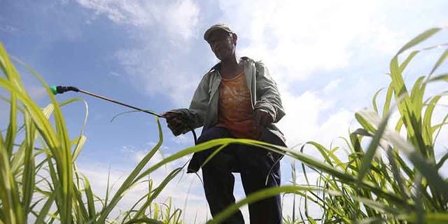 Worker sprays fertilizer in a sugar cane field in Zacatepec de Hidalgo, in Morelos state, Mexico.