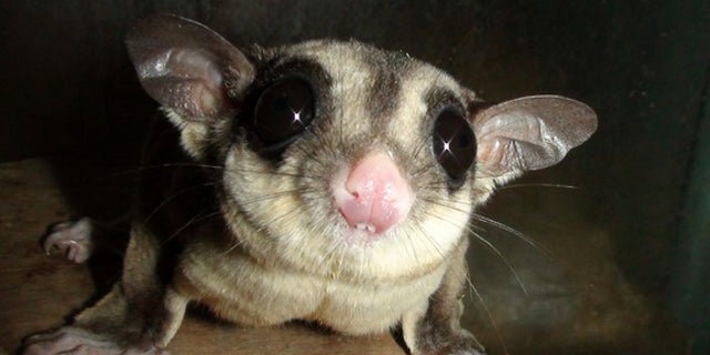 The sugar glider (<i>Petaurus breviceps</i>) behaves and looks much like a flying squirrel, but is a marsupial.