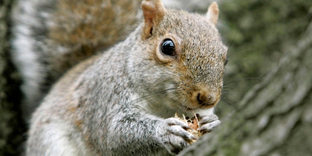 A squirrel snacks on a peanut while sitting in a tree outside the federal courthouse in Washington, Tuesday, Jan. 16, 2007. (AP Photo/Haraz N. Ghanbari)