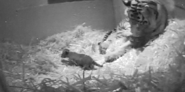 In this file image from video taken Sunday Sept 22, 2013 and made available by London Zoo of the first tiger cub for 17 years to be born at the zoo. A rare Sumatran tiger cub has died at the London Zoo three weeks after its birth was recorded by a hidden camera. Zoo officials said Tuesday, Oct. 15, 2013 that the cub drowned at the edge of a pool inside the tigers' enclosure.