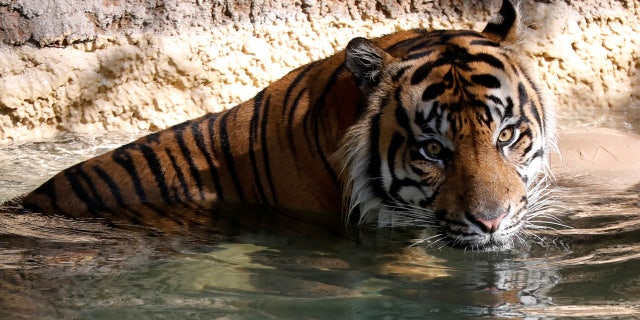 A Sumatran tiger cools off in an enclosure during a summer day at Los Angeles Zoo in Los Angeles, California, U.S., August 5, 2017..
