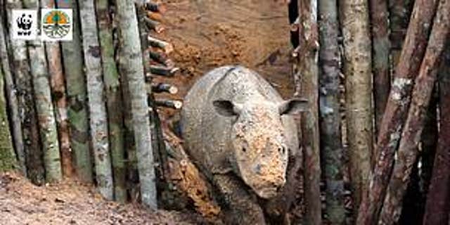 Rare Sumatran rhino sighted in Indonesian Borneo | Fox News