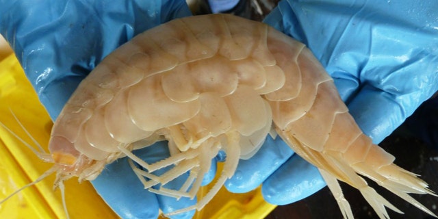 An elusive supergiant amphipod, recently plucked from the deep sea.