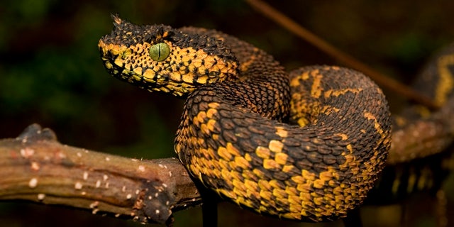 The world's newest snake was discovered in a small patch of southwest Tanzania about two years ago and was introduced last month in an issue of Zootaxa as the world's newest known snake species - named after the 7-year-old daughter of Tim Davenport, director of the Wildlife Conservation Society in Tanzania, who was on the three-person team that discovered the viper.