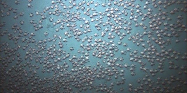 Red crabs (Pleuroncodes planipes) gathered in the thousands in waters off the coast of Panama, captured on video in April 2015.