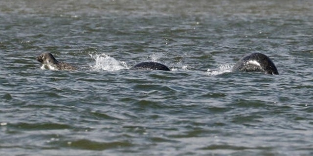 A whisky warehouse worker has taken this picture of one of the most convincing Loch Ness Monster sightings to date. (© Ian Bremner / SWNS.com © SWNS.com)