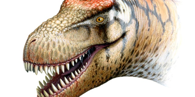 The newly identified T. rex relative probably weighed some 6 tons when it lived in what is now China.