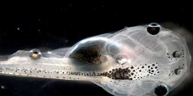 Researchers grafted the tails of blind tadpoles of the African frog with eye tissue, which gave the tadpoles sight.