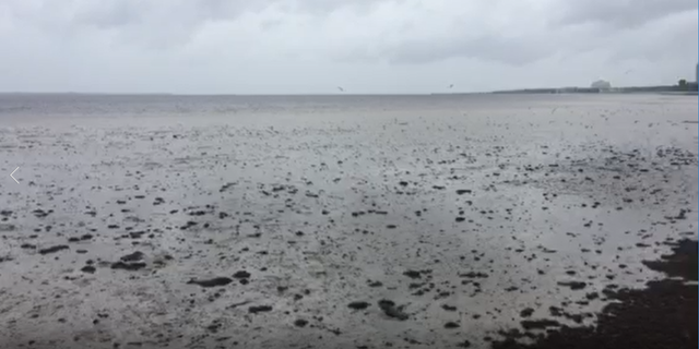Water in Tampa Bay were pushed out of Tampa Bay, leaving only a mucky seabed Sunday morning.