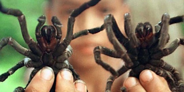 A Cambodian boy displays two live tarantulas, a national delicacy.